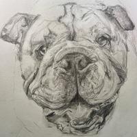 Bulldog . Framed .  Pencil drawing. 