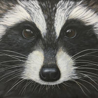 'Rascal' Raccoon painting / Acrylic / 50cmx40cm