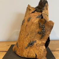 "Black Lichen" walnut bark sculpture.