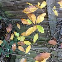 Autumn Leaves/ Garden pot UK