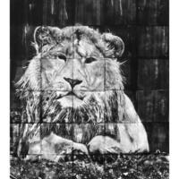 Lion/Monoprint using gelplates/92x72cm