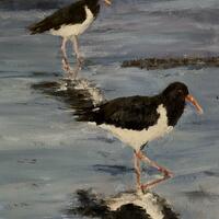 Oystercatchers. Oil. 12 x8 inches