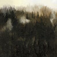 Carpathian forest / Oil on canvas board / 30cm x 25cm
