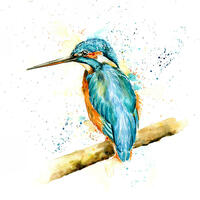 Kingfisher/watercolour/