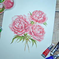 Peonies / watercolour / A4