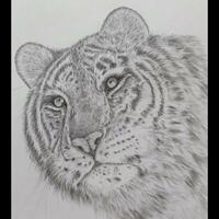 Tiger/Pencil/A-3