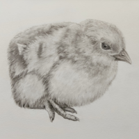 Chick/Pencil/A-4