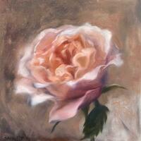 Peach rose, Oil on panel, 8x8 inches
