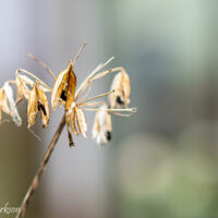 Decaying Agapanthus Seedhead / Photograph