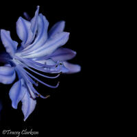 Flowers Single Agapanthus Bloom / Photograph
