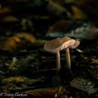 Nature Fungi Fantastic / Photograph