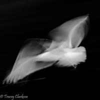 Seagull in Flight / Photograph