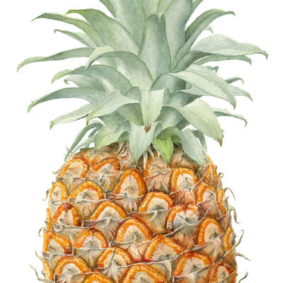 Pineapple in watercolour. Life size