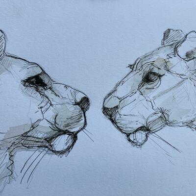 Lionesses ink & wash A3