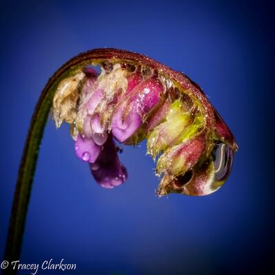 Fetal Flower Unfurling Hairy Vetch / Photograph