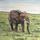 Mara Elephant/acrylic/46x56cms