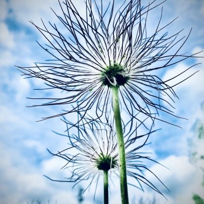 Dandelions by Tracey Clarkson - photo