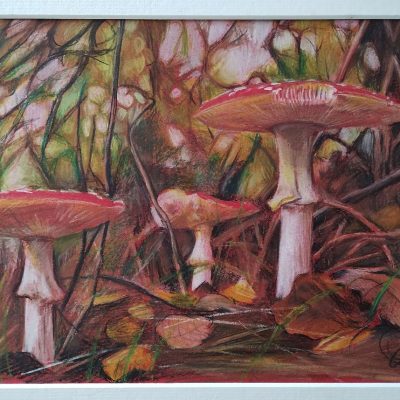 Fly Agaric/coloured pencil/A4