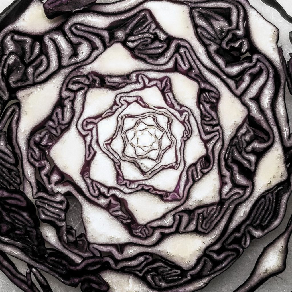 Red Cabbage, Photograph