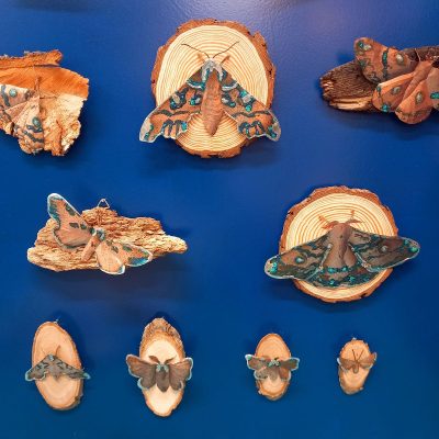Group of Moths, various sizes