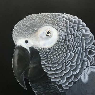 African Grey Acrylic 50x50cms