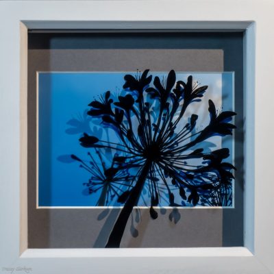 Agapanthus Seadhead painted Silhouette/ Photograph