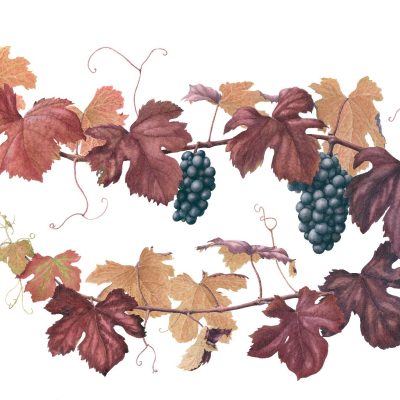 Black Hamburg grape/Ltd edition print/57cm x 43cm