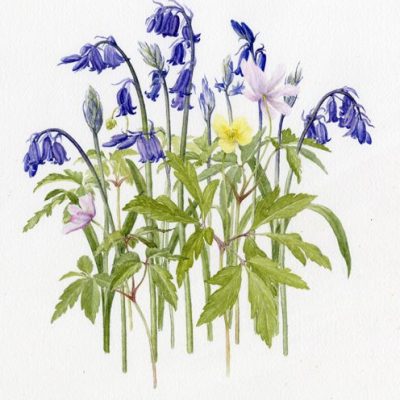 Bluebells/wartercolour/card only