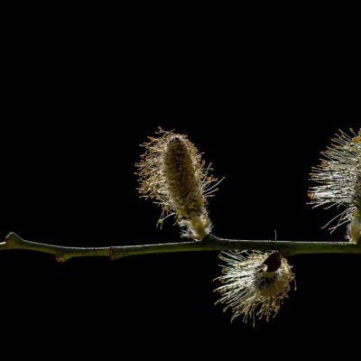 Catkins - Photograph