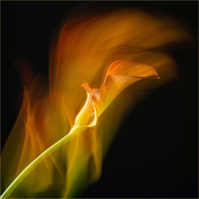 Dancing Calla Lily