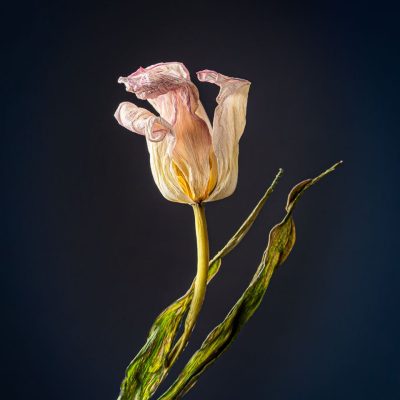 Decaying Beauty - Pink Tulip / Photograph