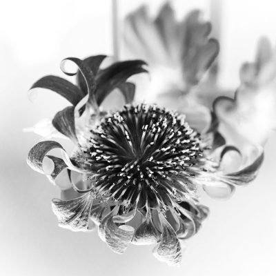 Decaying Gerbera Flower / Photograph