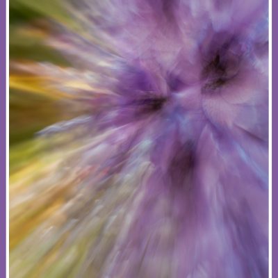 Delightful Delphiniums / Photograph