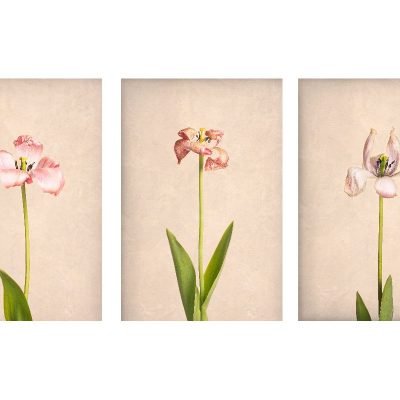 Fading Tulips