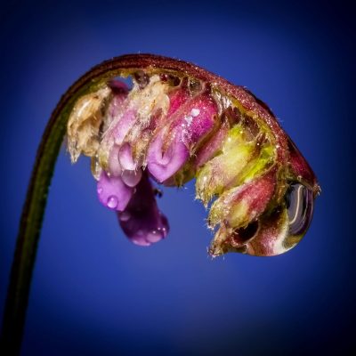Foetal Flower Unfurling / Photograph