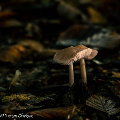 Fungi Fantastic / Photograph