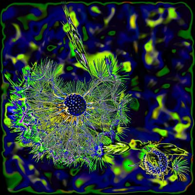 Funky Flowers - Fallen Dandelion / Photograph