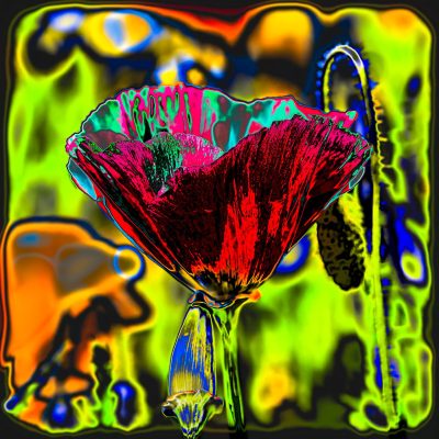 Funky Flowers - Red Poppy Bloom / Photograph