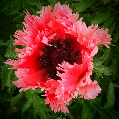 Feathered Poppy