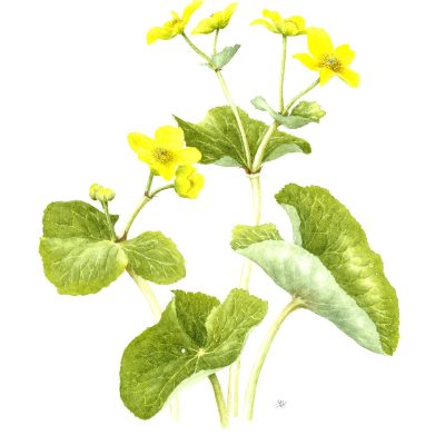 Kingcups/watercolour/37cm x 34cm