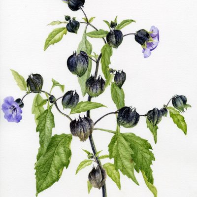 Nicandra/watercolour/52cm x 46cm