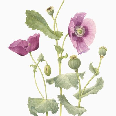 Oplium Poppy/watercolour/48cm x 38cm