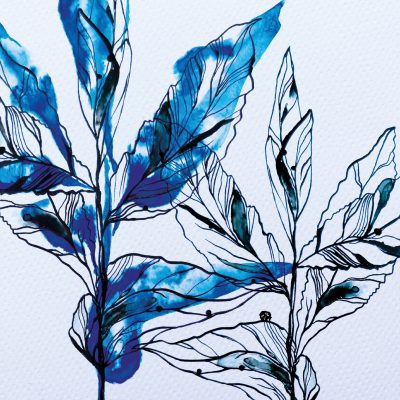Indigo Sprig / Watercolour and Ink