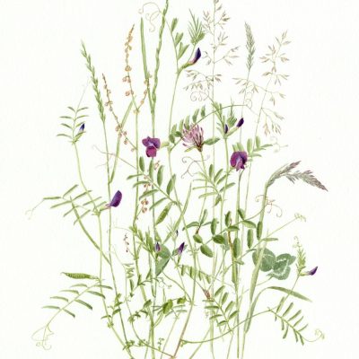 Vetch in the meadow/w'colour/40cm x 35cm