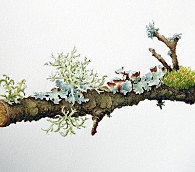 Lichens/watercolour/23cm x 18cm