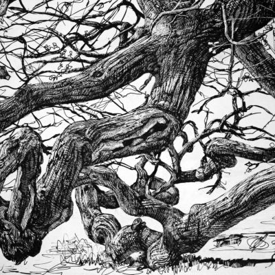 Branching Out (Oak, Calke Abbey)/Ink on kaolin/11x14